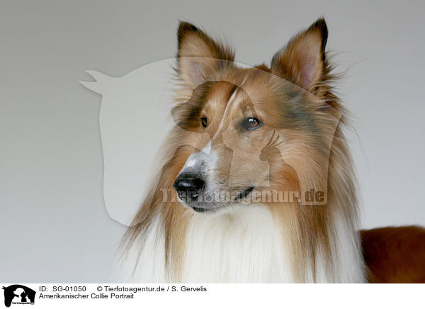 Amerikanischer Collie Portrait / SG-01050