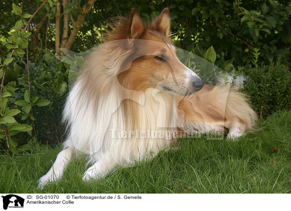 Amerikanischer Collie / SG-01070