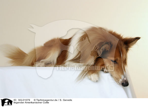 liegender Amerikanischer Collie / lying American Collie / SG-01079