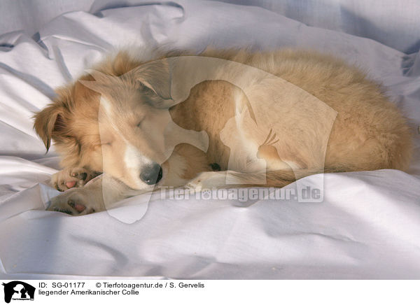 liegender Amerikanischer Collie / lying American Collie / SG-01177