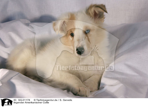 liegender Amerikanischer Collie / lying American Collie / SG-01178