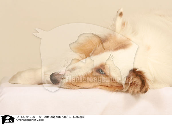 Amerikanischer Collie / SG-01326