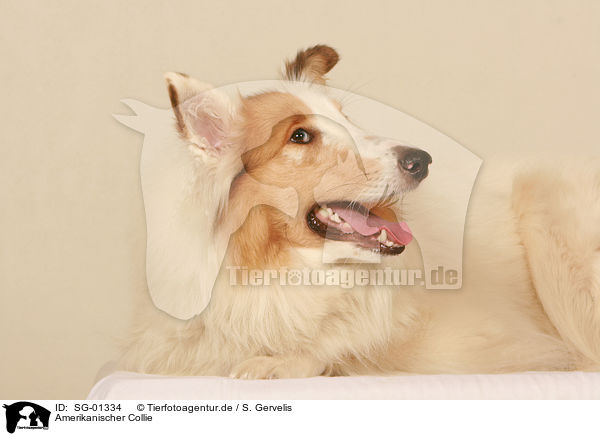 Amerikanischer Collie / SG-01334