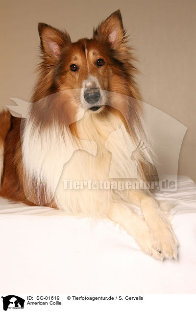 American Collie / SG-01619