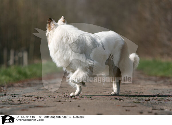 Amerikanischer Collie / SG-01646