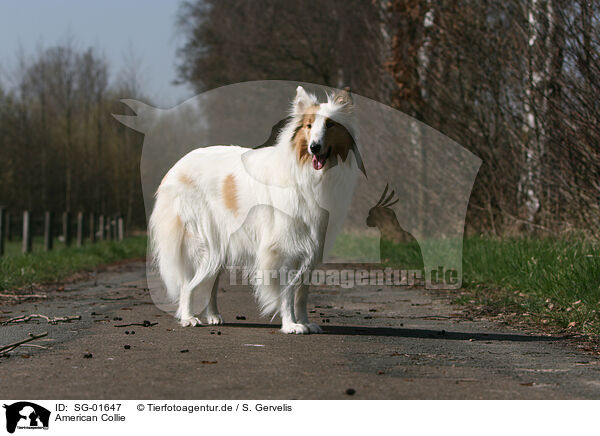 American Collie / SG-01647