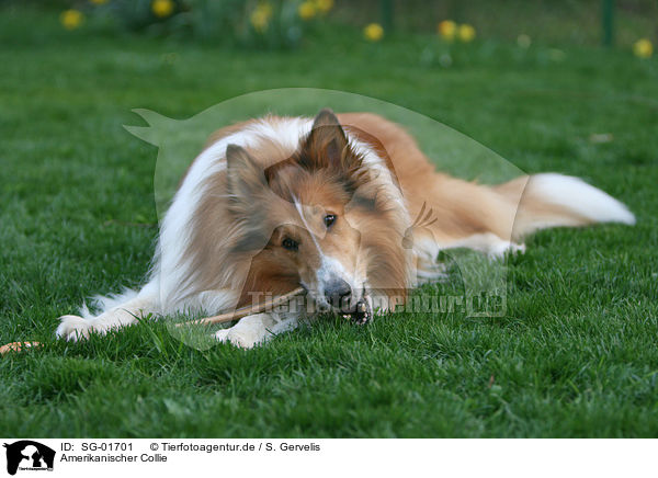 Amerikanischer Collie / SG-01701