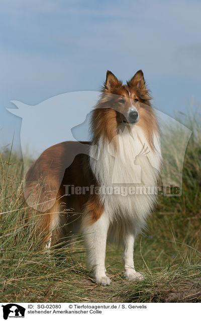 stehender Amerikanischer Collie / standing American Collie / SG-02080