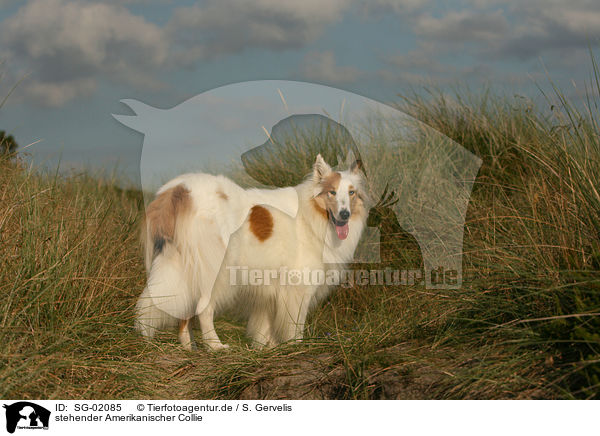 stehender Amerikanischer Collie / SG-02085