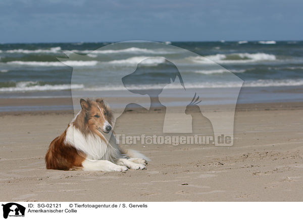 Amerikanischer Collie / SG-02121