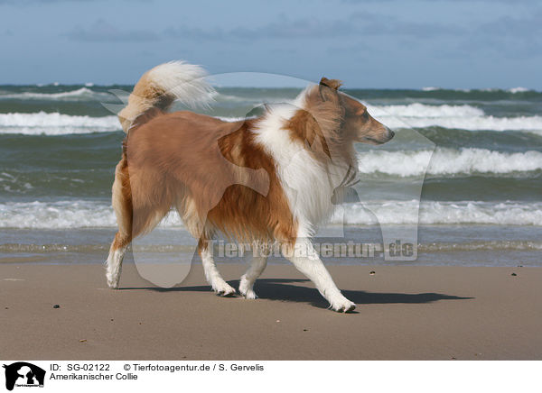 Amerikanischer Collie / American Collie / SG-02122