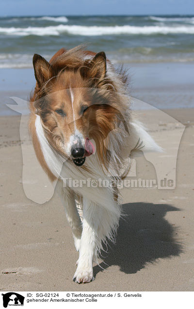 gehender Amerikanischer Collie / SG-02124
