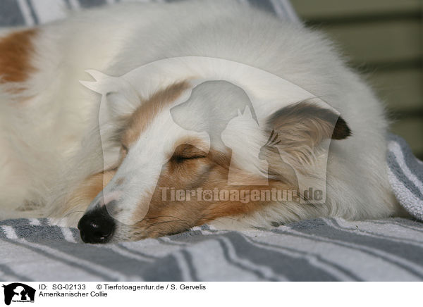 Amerikanischer Collie / SG-02133