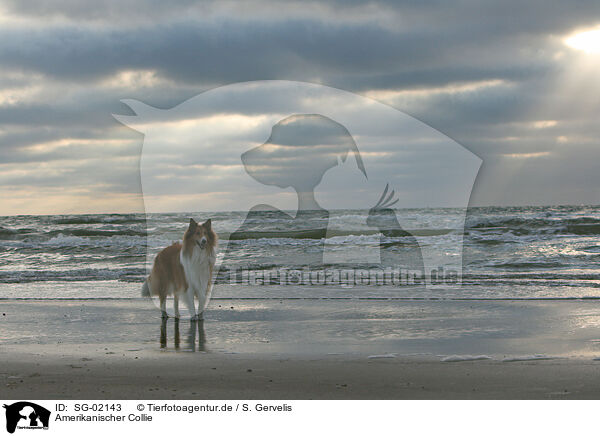 Amerikanischer Collie / SG-02143