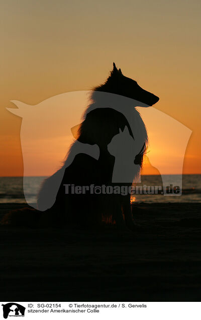 sitzender Amerikanischer Collie / SG-02154