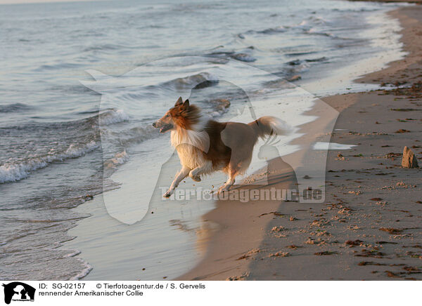 rennender Amerikanischer Collie / SG-02157