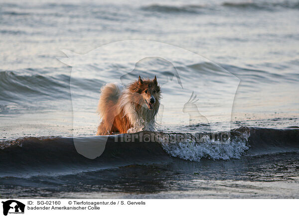 badender Amerikanischer Collie / SG-02160