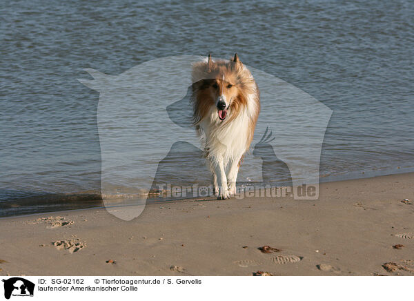 laufender Amerikanischer Collie / SG-02162