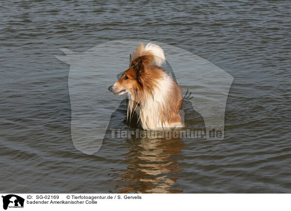 badender Amerikanischer Collie / SG-02169