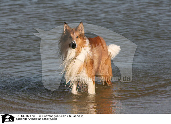 badender Amerikanischer Collie / SG-02173