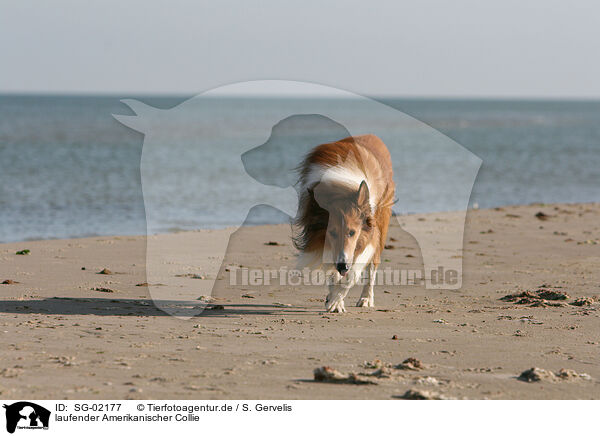 laufender Amerikanischer Collie / SG-02177