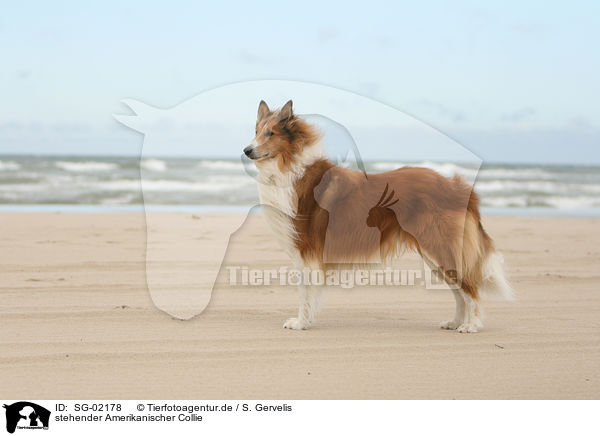 stehender Amerikanischer Collie / SG-02178