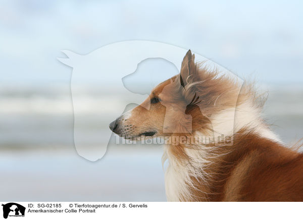 Amerikanischer Collie Portrait / SG-02185