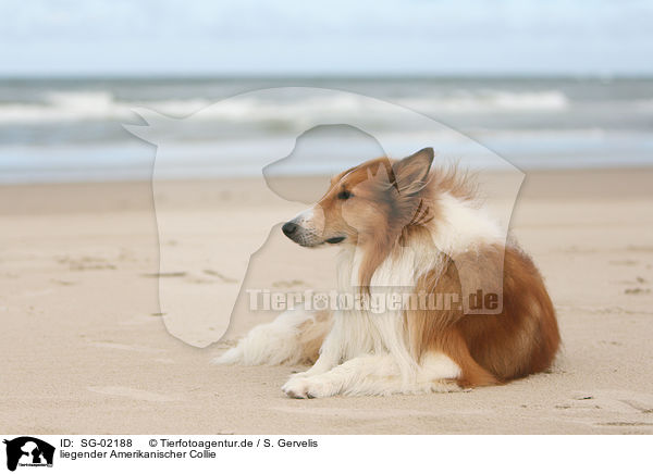 liegender Amerikanischer Collie / SG-02188