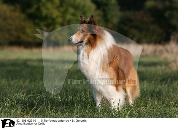 Amerikanischer Collie / American Collie / SG-02519