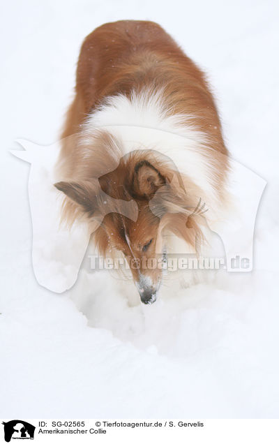 Amerikanischer Collie / SG-02565