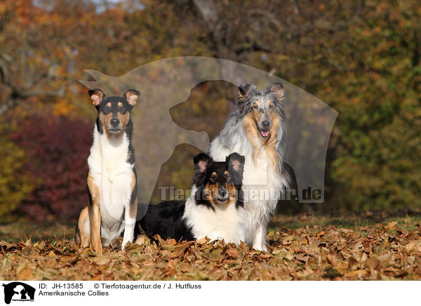 Amerikanische Collies / American Collies / JH-13585