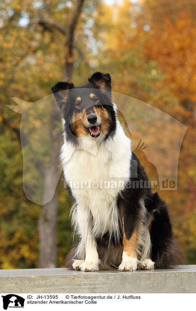 sitzender Amerikanischer Collie / JH-13595