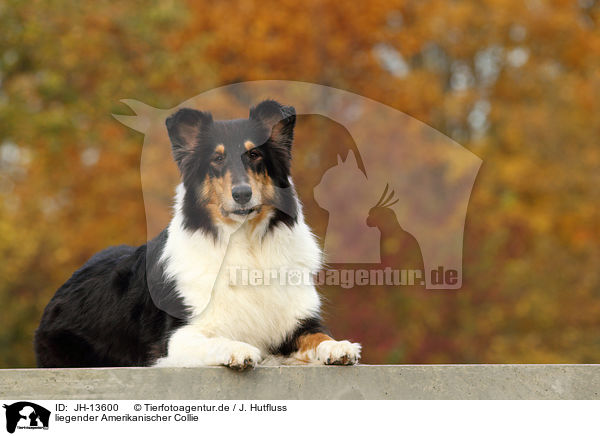 liegender Amerikanischer Collie / JH-13600