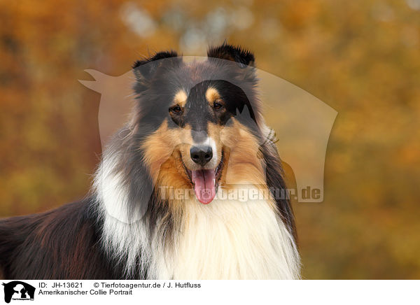 Amerikanischer Collie Portrait / JH-13621