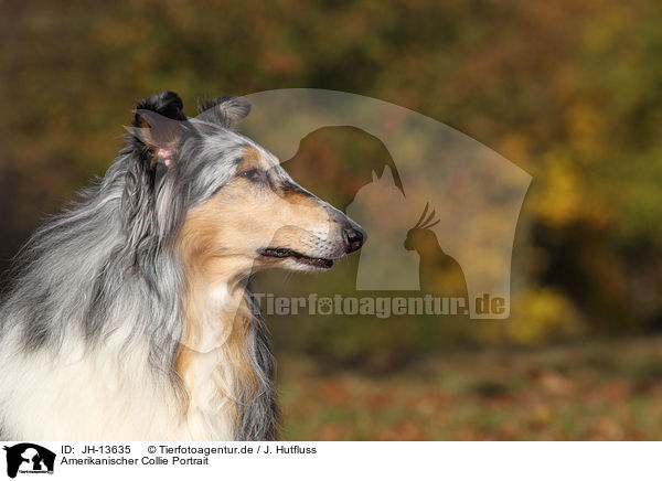 Amerikanischer Collie Portrait / JH-13635