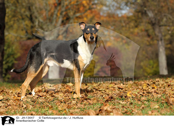 Amerikanischer Collie / JH-13647