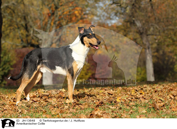 Amerikanischer Collie / JH-13648