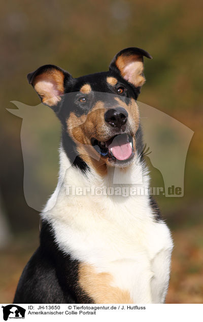Amerikanischer Collie Portrait / JH-13650