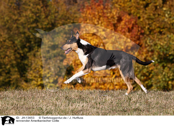 rennender Amerikanischer Collie / JH-13653