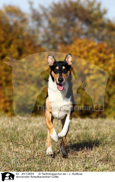 rennender Amerikanischer Collie / JH-13654