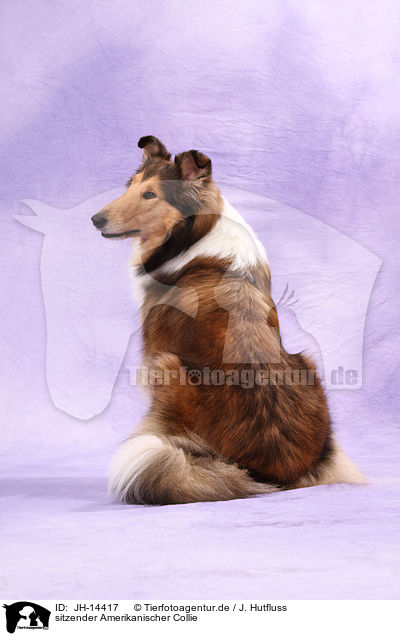 sitzender Amerikanischer Collie / JH-14417