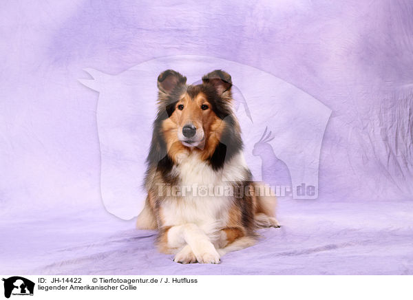 liegender Amerikanischer Collie / JH-14422