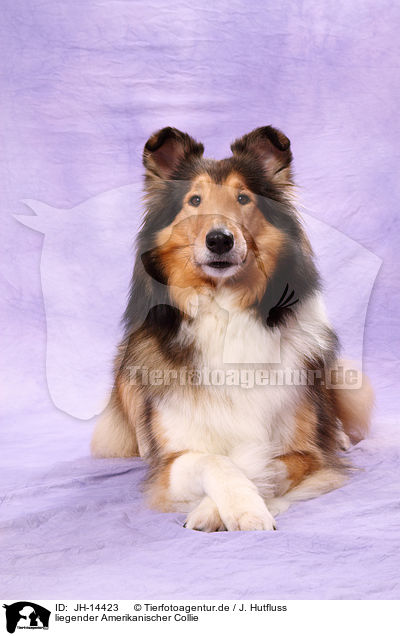 liegender Amerikanischer Collie / JH-14423