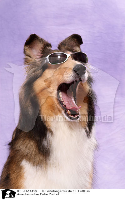 Amerikanischer Collie Portrait / JH-14429