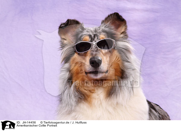 Amerikanischer Collie Portrait / JH-14456