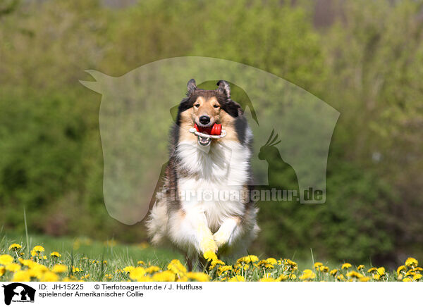spielender Amerikanischer Collie / JH-15225
