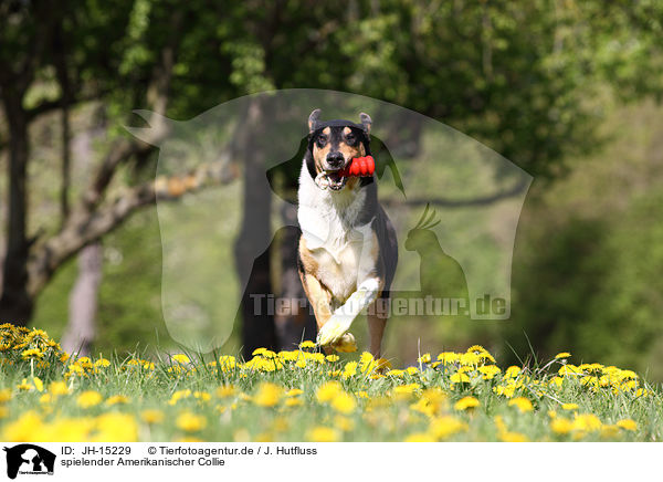 spielender Amerikanischer Collie / JH-15229