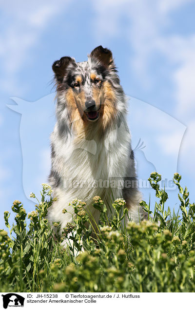 sitzender Amerikanischer Collie / JH-15238