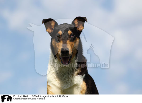 Amerikanischer Collie Portrait / JH-15241