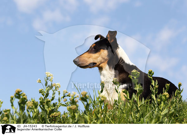 liegender Amerikanischer Collie / JH-15243